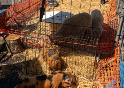 3 pigs in a petting zoo